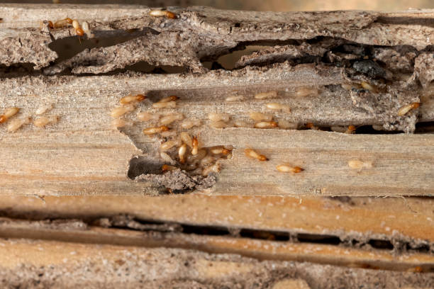 Best Termite Control Services  in North Liberty, IN